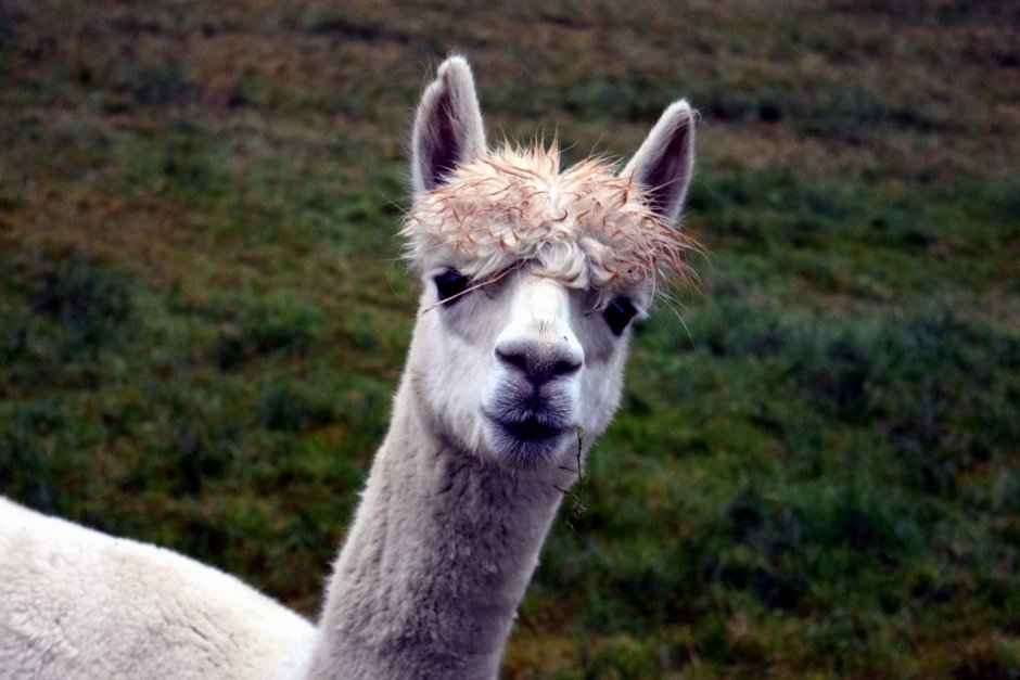 Австралийская лама