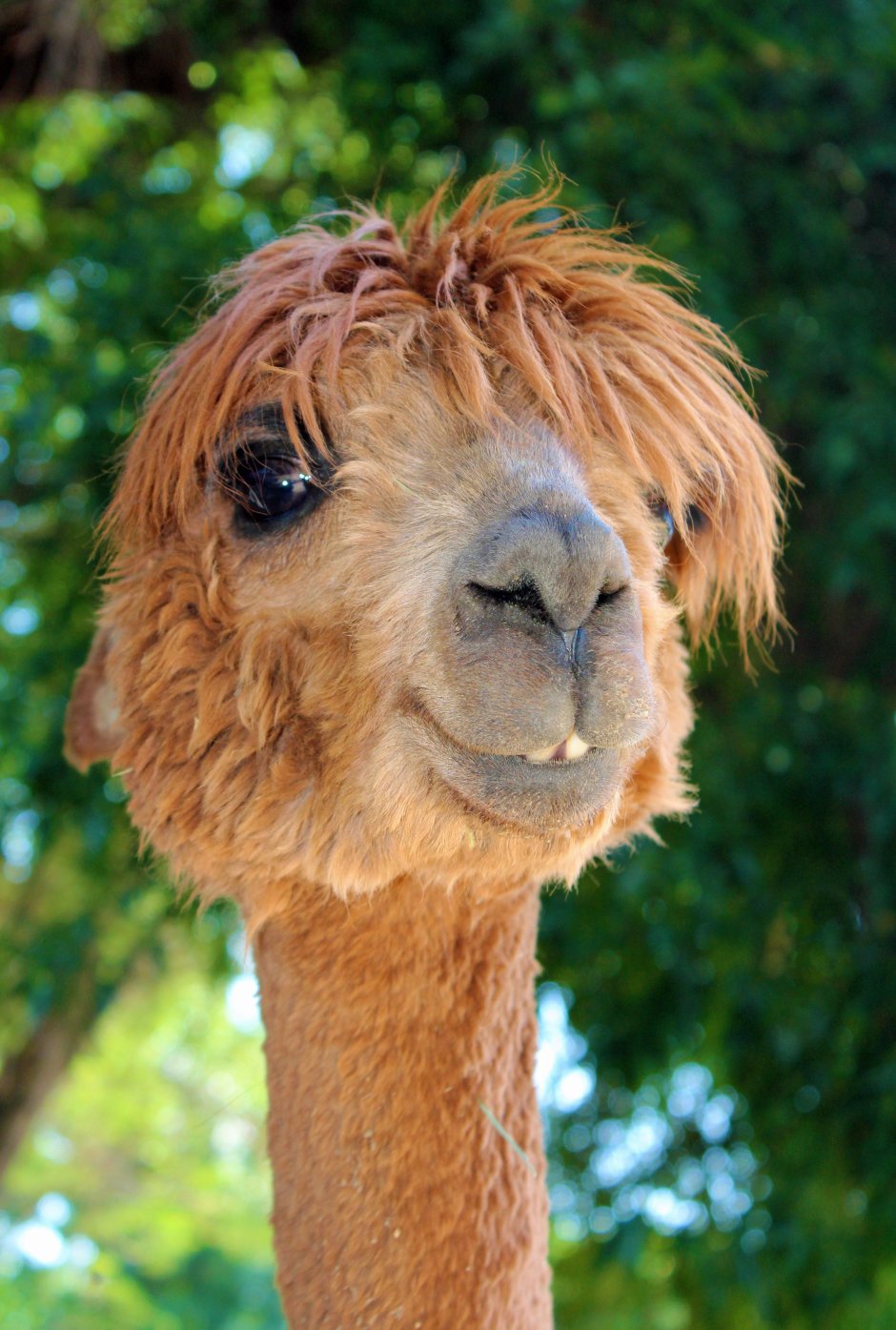 Королевская альпака