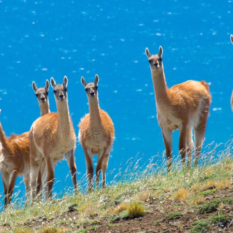 Лама с челкой