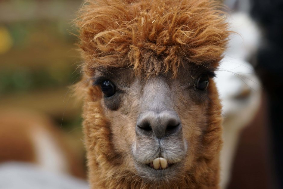 Лама гуанако