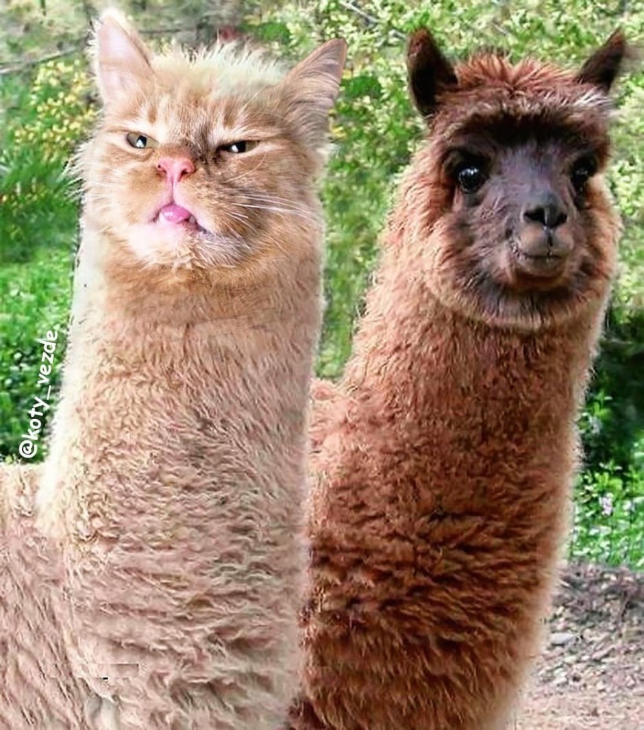 Альпака Викунья лама