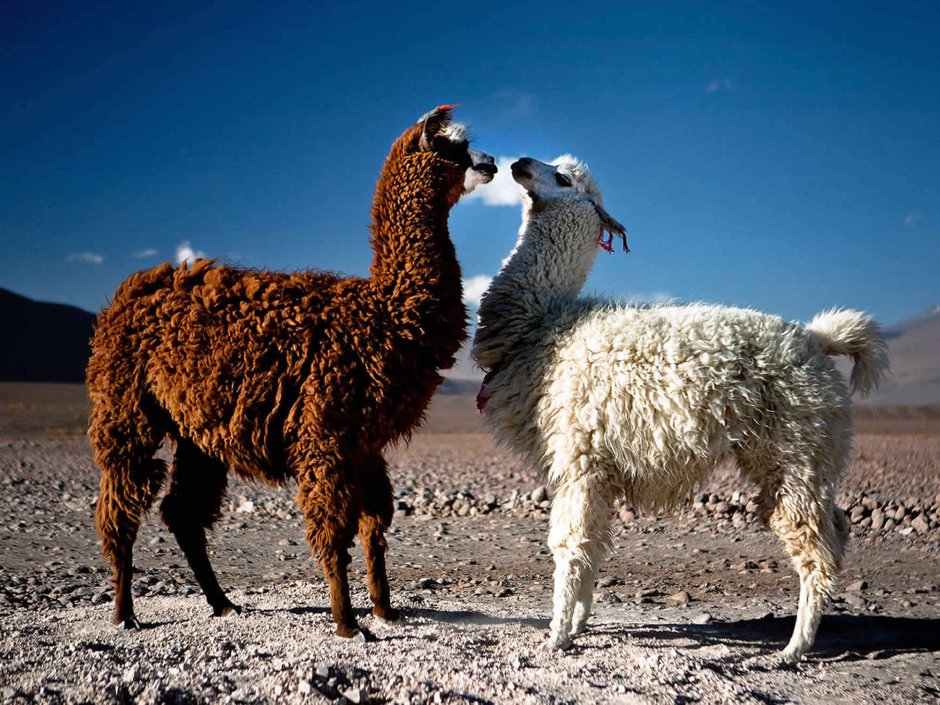 Лама альпака гуанако Викунья