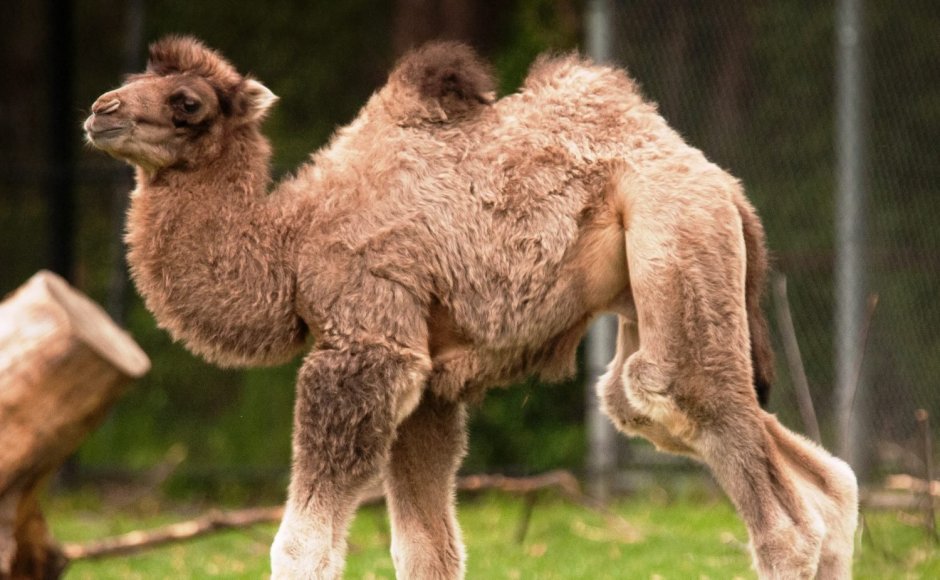 Лама альпака белая