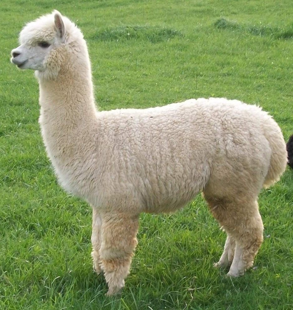 Альпака Викунья лама
