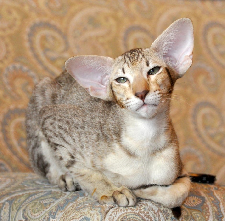 Кот породы Ориентал