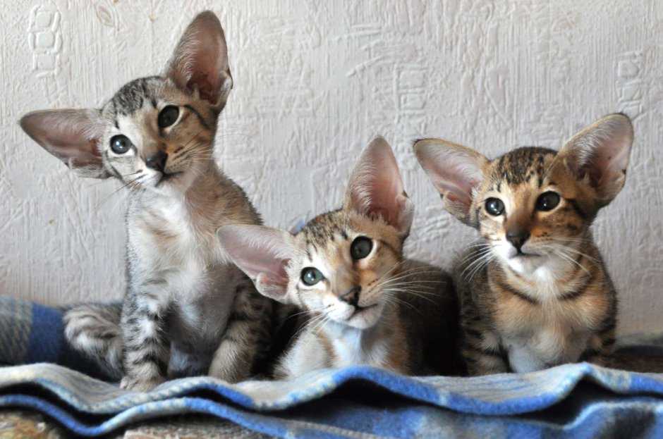 Восточная Ориентальная кошка котята