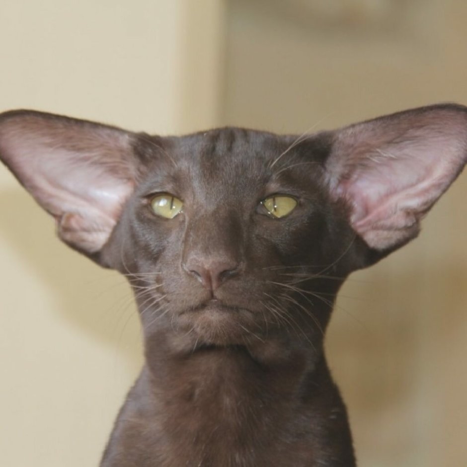 Кот Ориентал котята черные