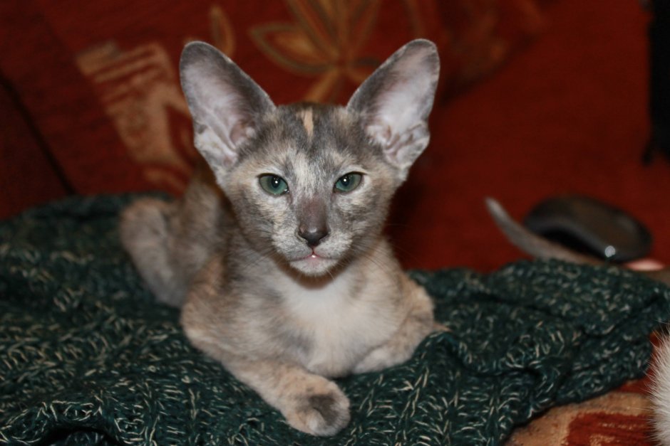 Коты ориенталы грузины