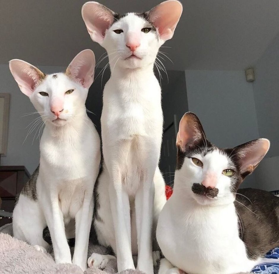 Коты ориенталы