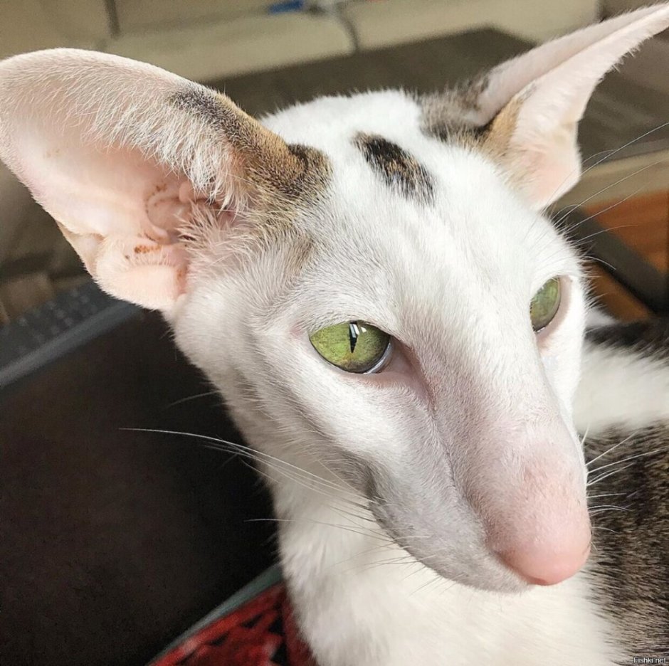 Кошка Ориентал грузин