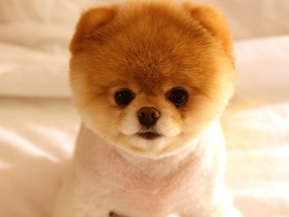 Померанский шпиц Boo