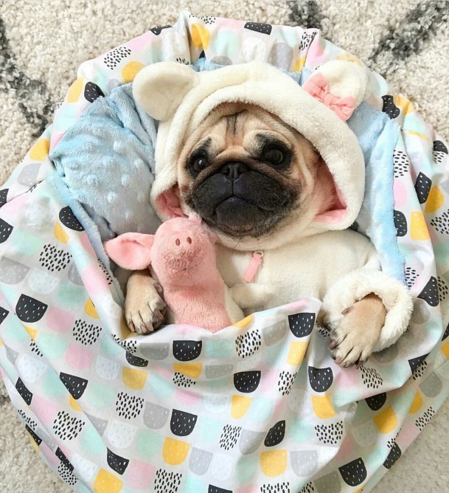 Мопс в одеяле