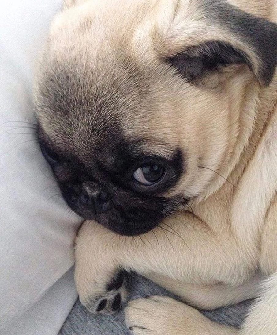 Самые милые мопсики