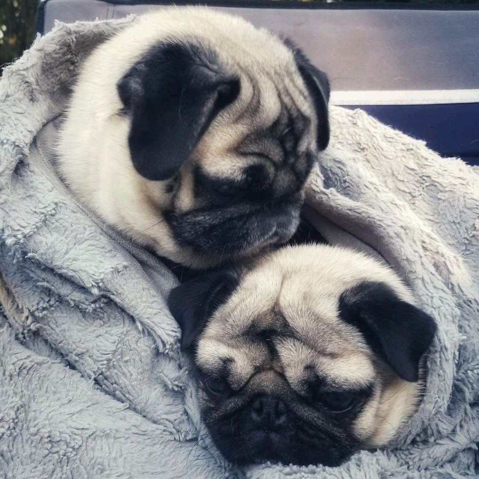 Мопс любовь