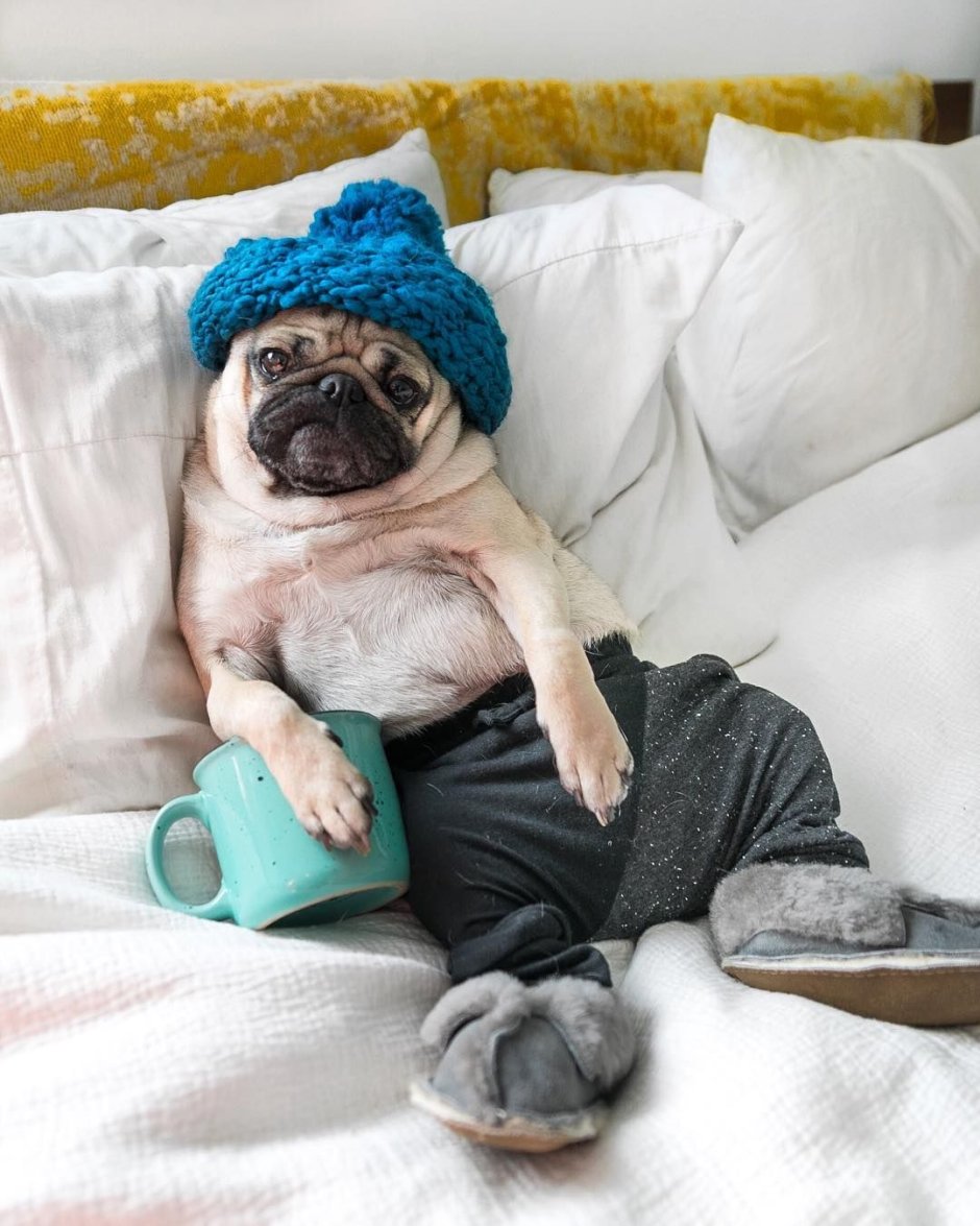 Мопс на диване