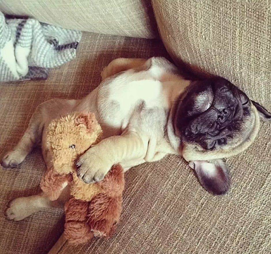 Спокойной ночи без задних ног