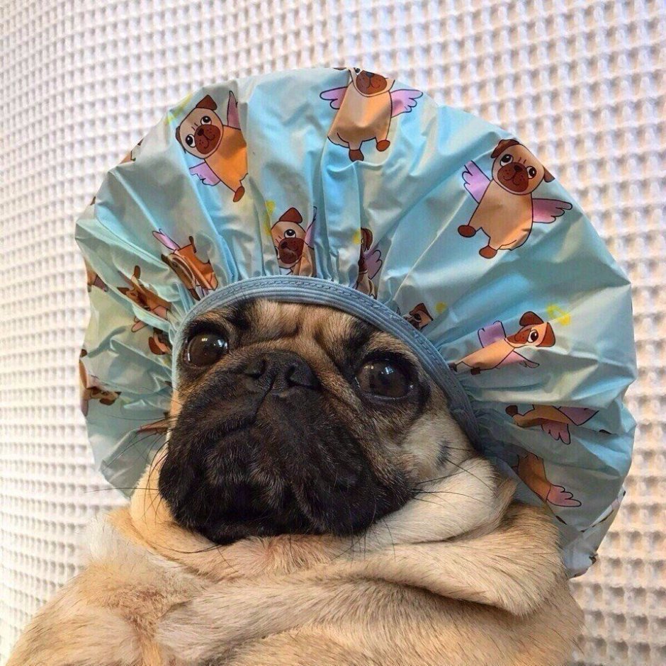 Мопс в шапочке для душа