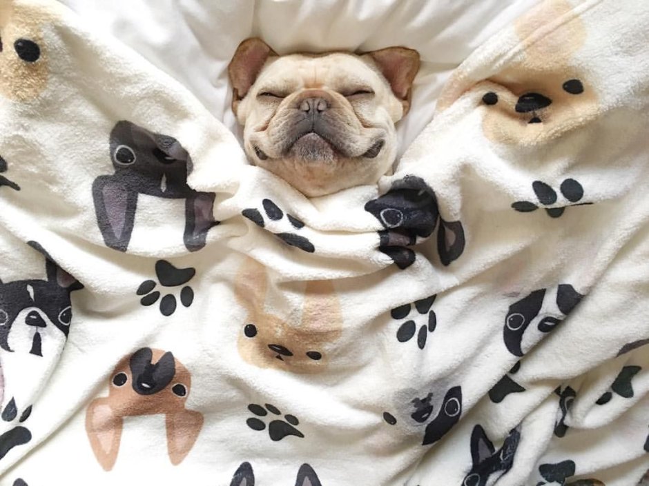 Утренние собачки