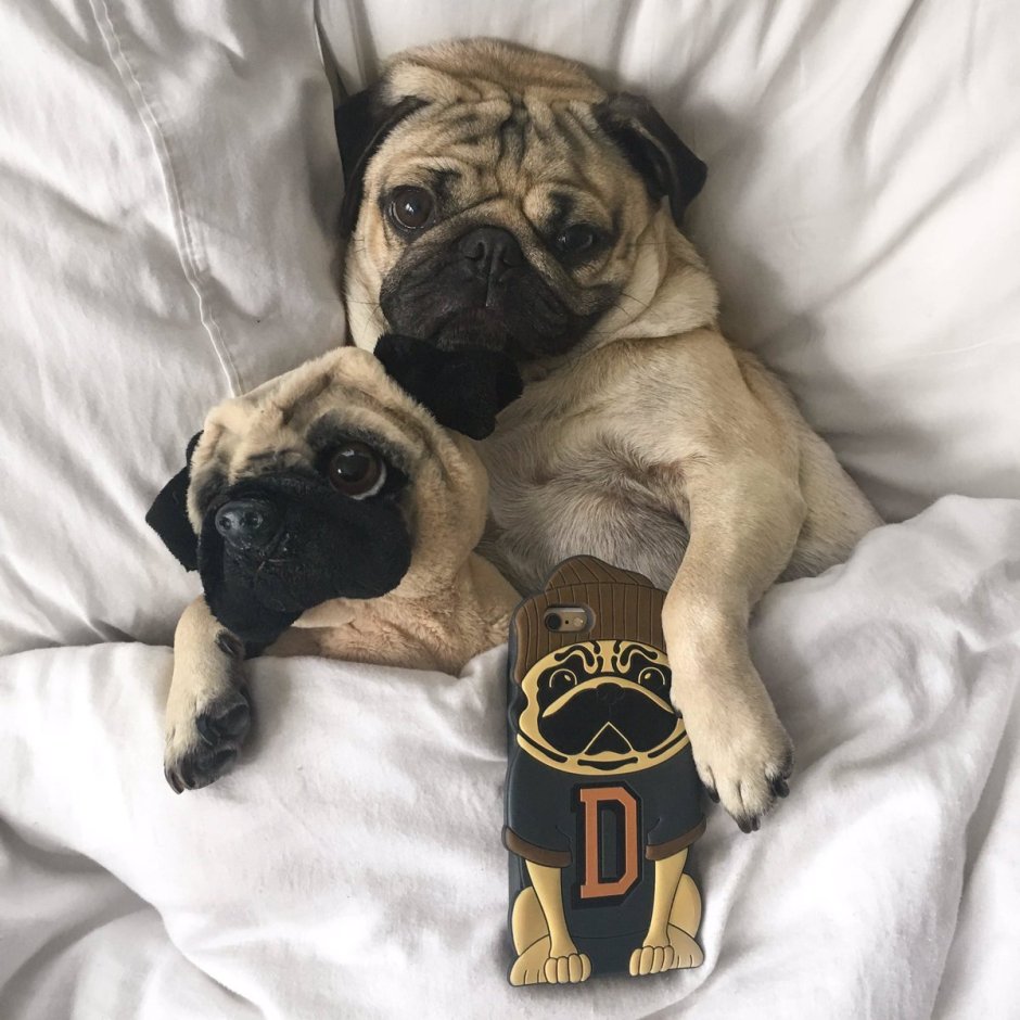 Шарпейный Мопс