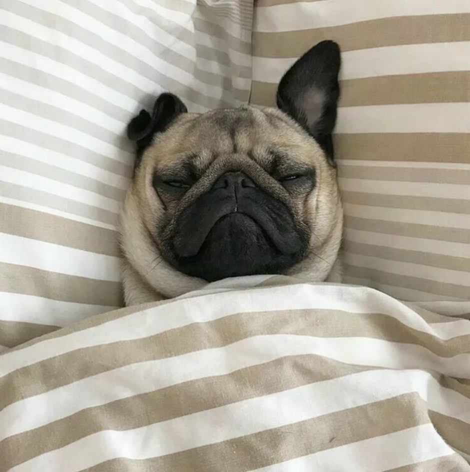 Спящий мопсик