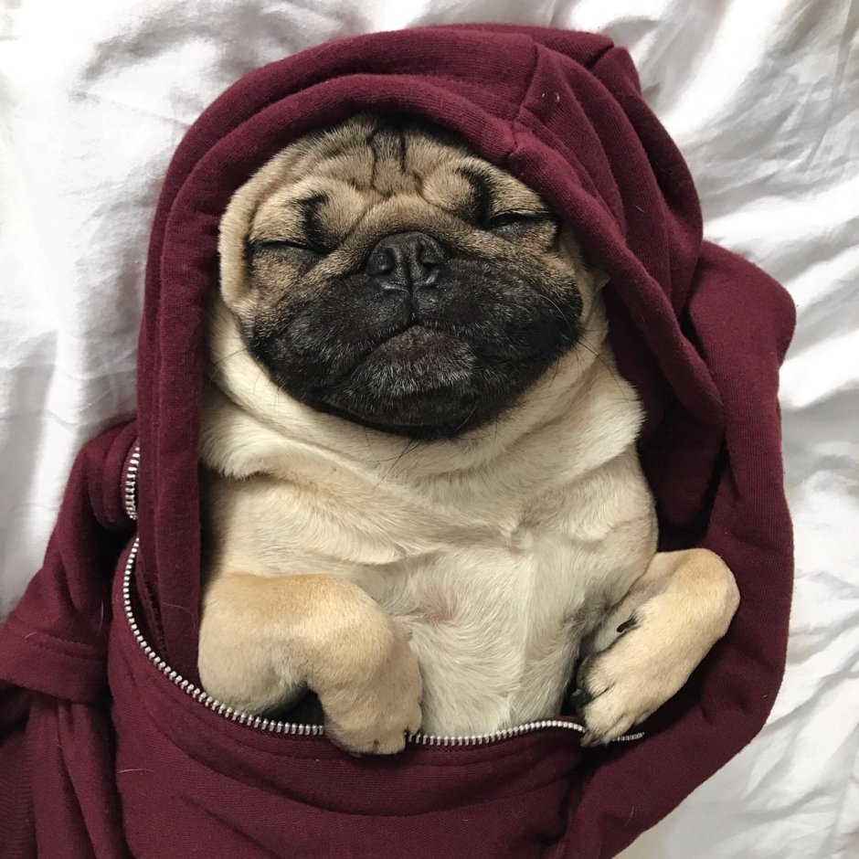 Смешные мопсы