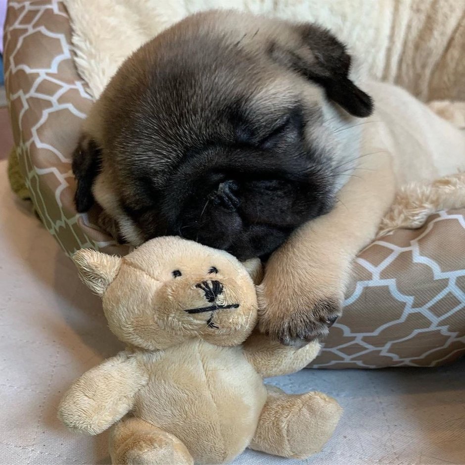 Спящий Мопс