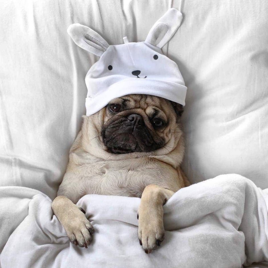 Мопс на кровати