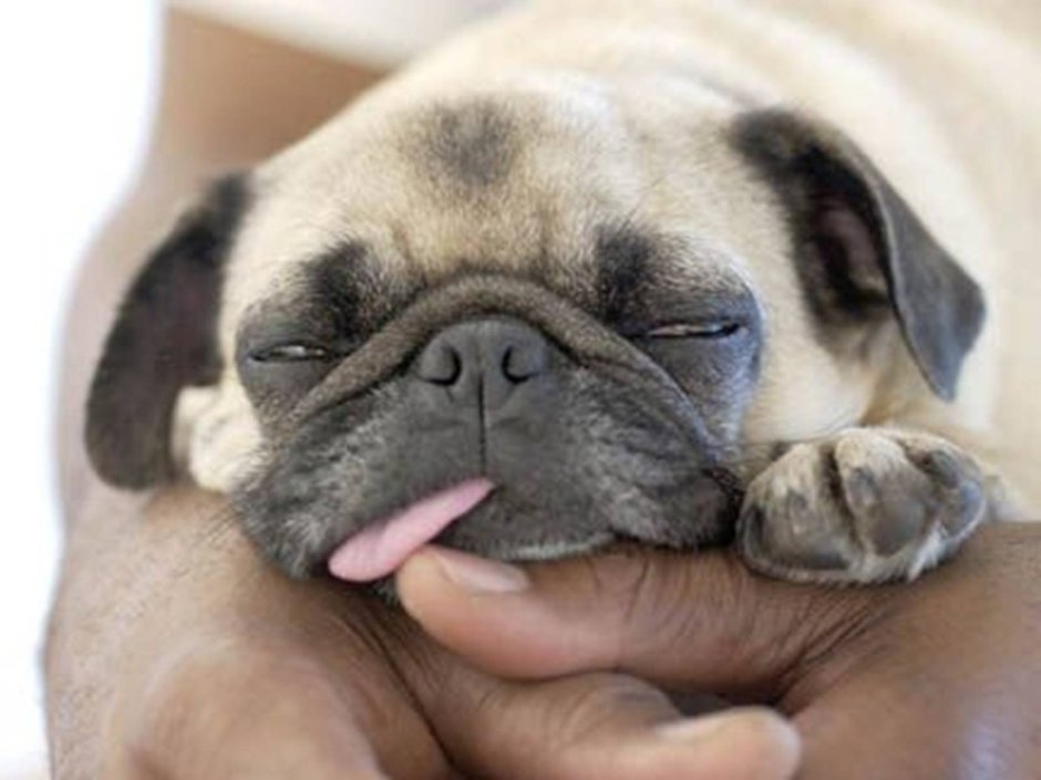 Мопс персиковый окрас