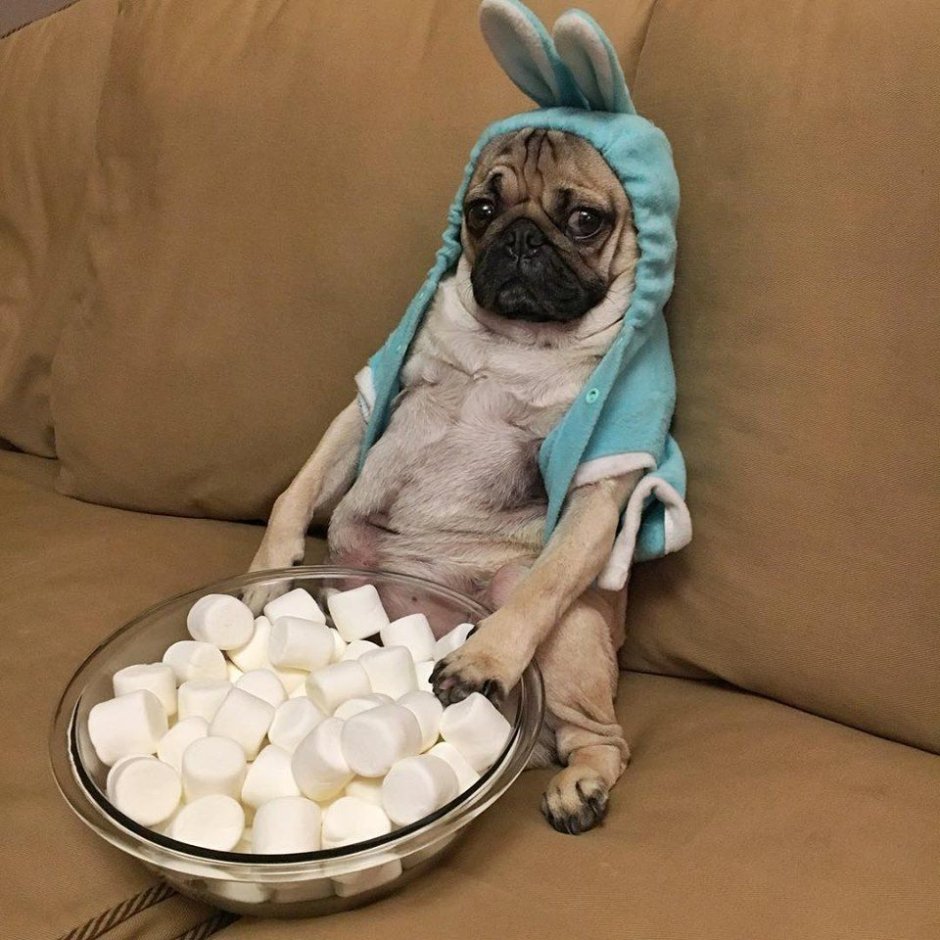 Мопсы с едой