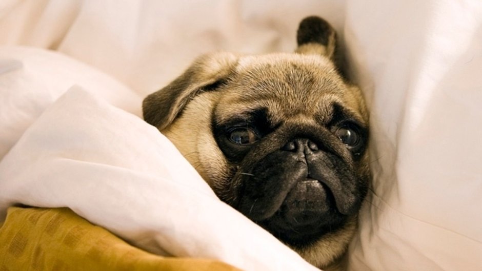 Сонный Мопс