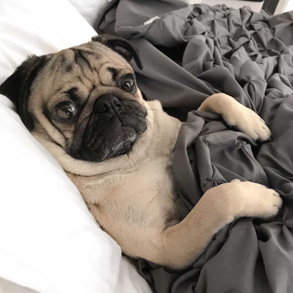 Сонный Мопс