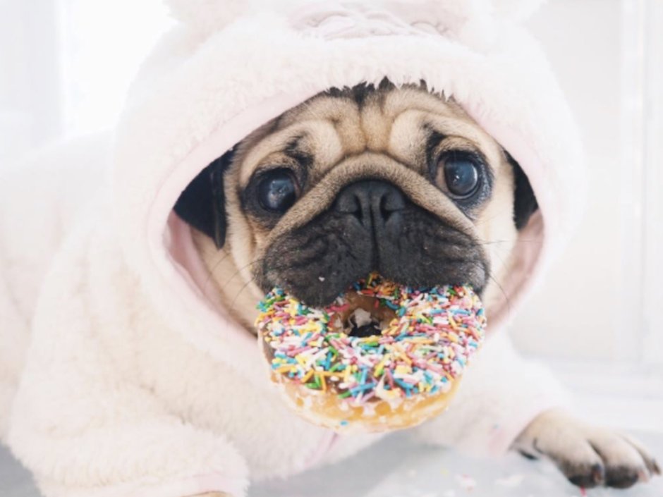 Милые мопсы в костюмах