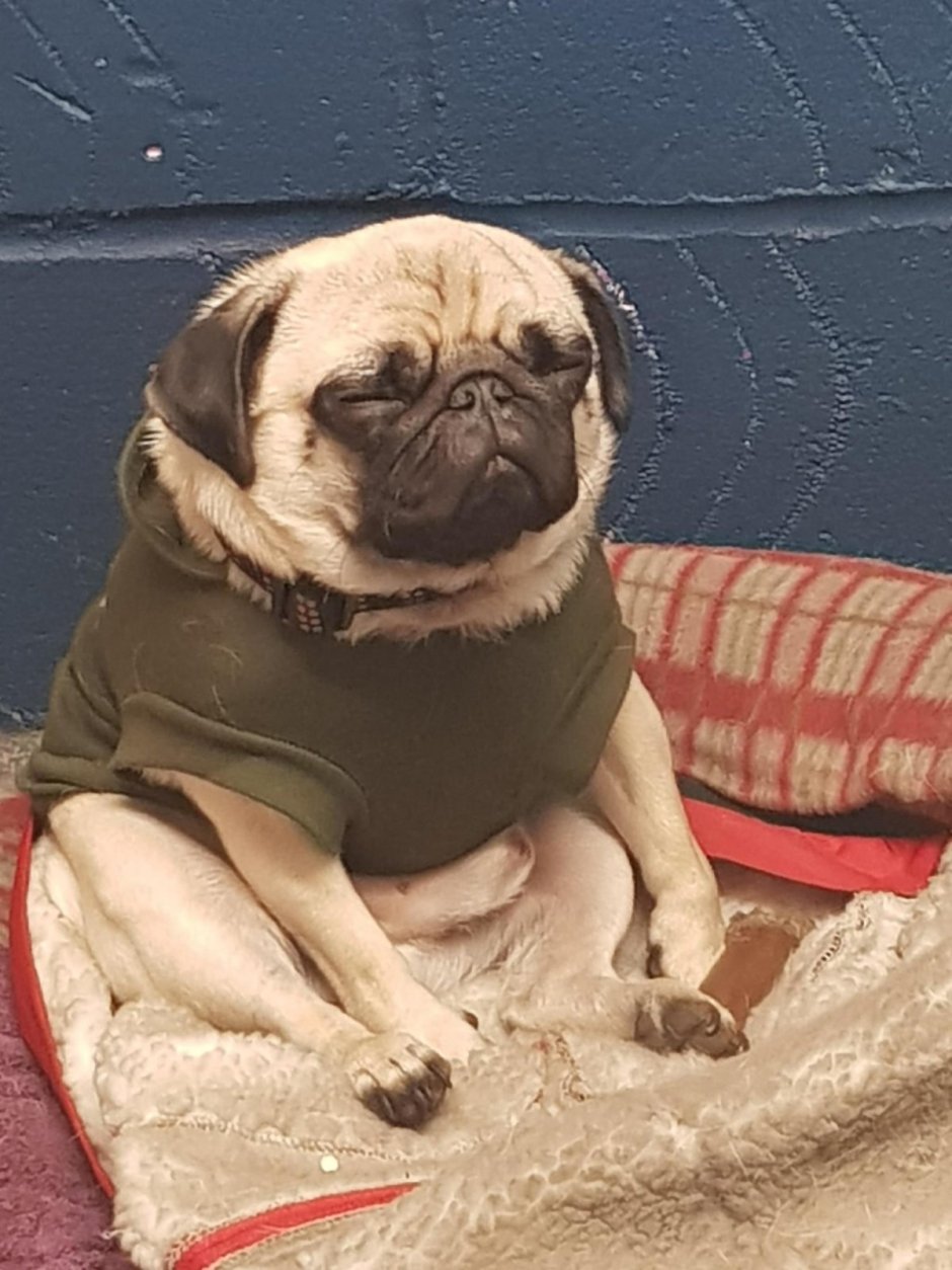 Сонный Мопс