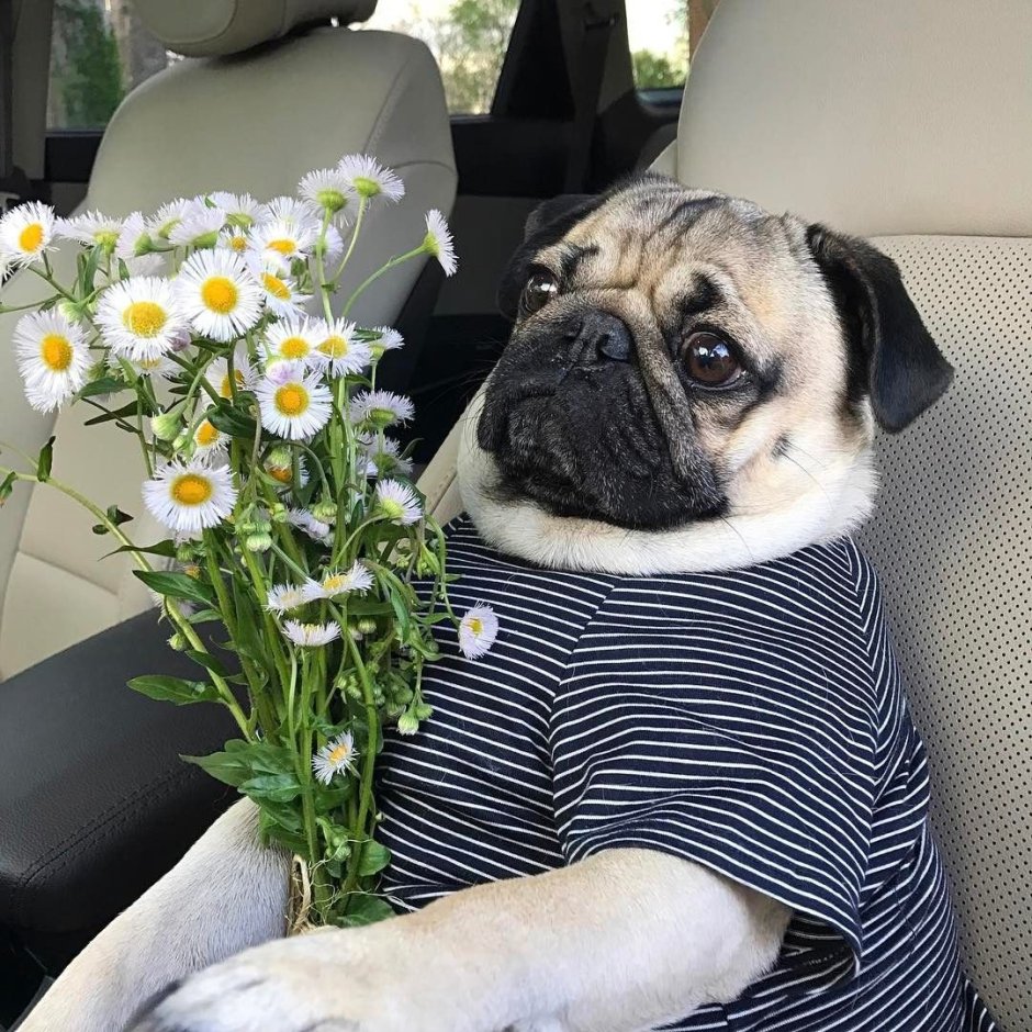 Мопсики с цветами