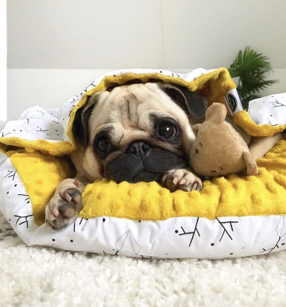 Спокойной ночи Мопс