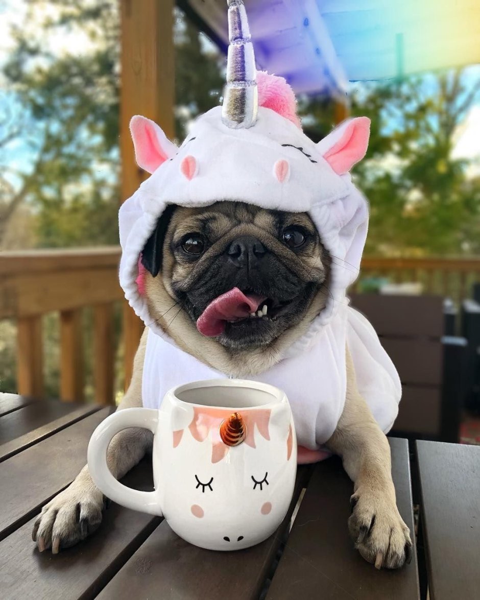 Доброе утро Мопс