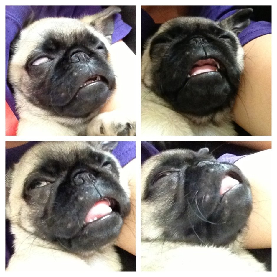 У МОПСА на глазу синяя плёнка