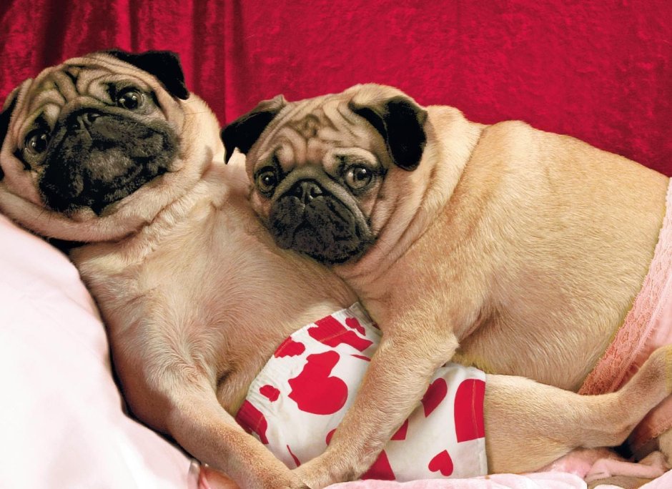 Мопсики любовь