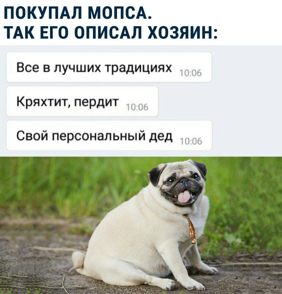 Мопс персональный дед