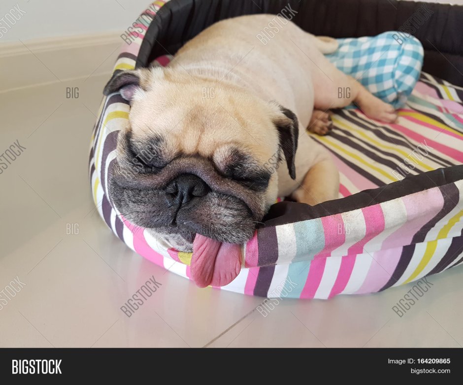 Милая кровать с мопсом