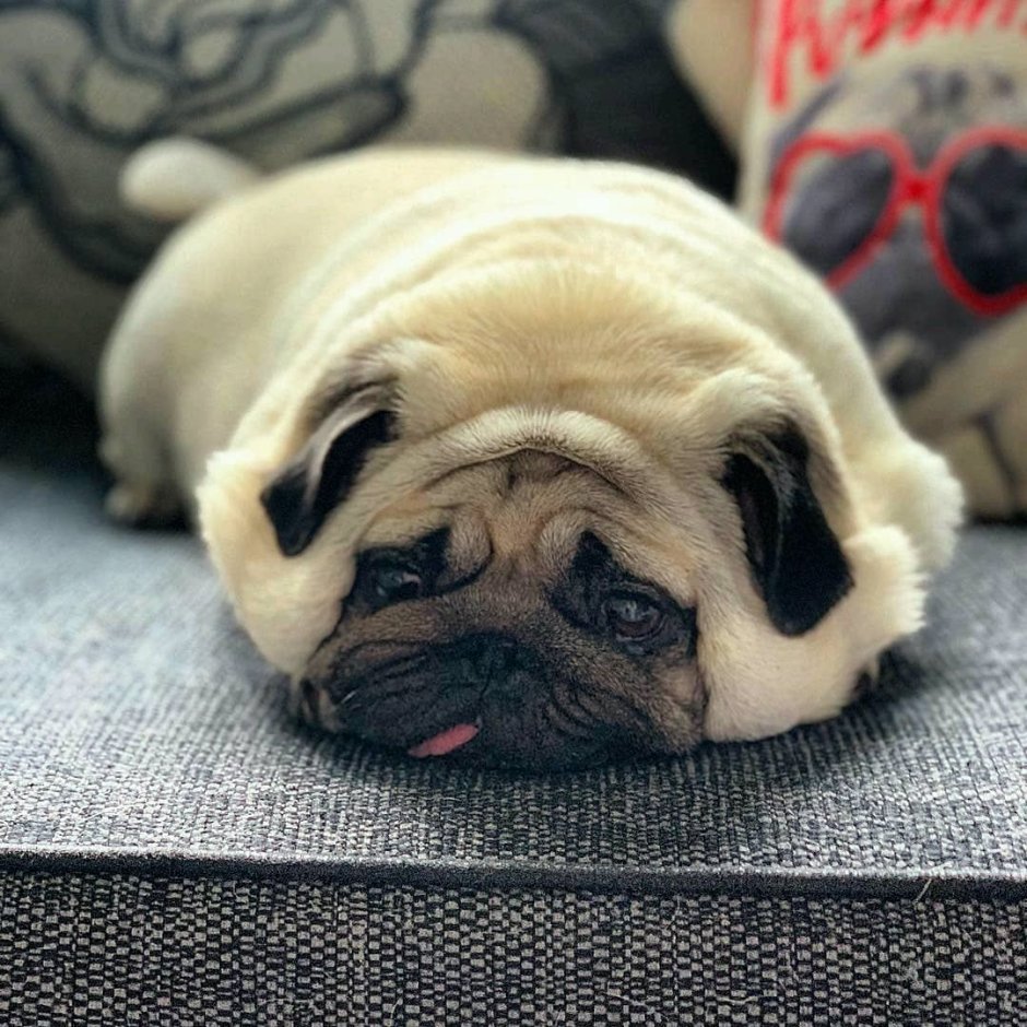 Грустный Мопс Мем