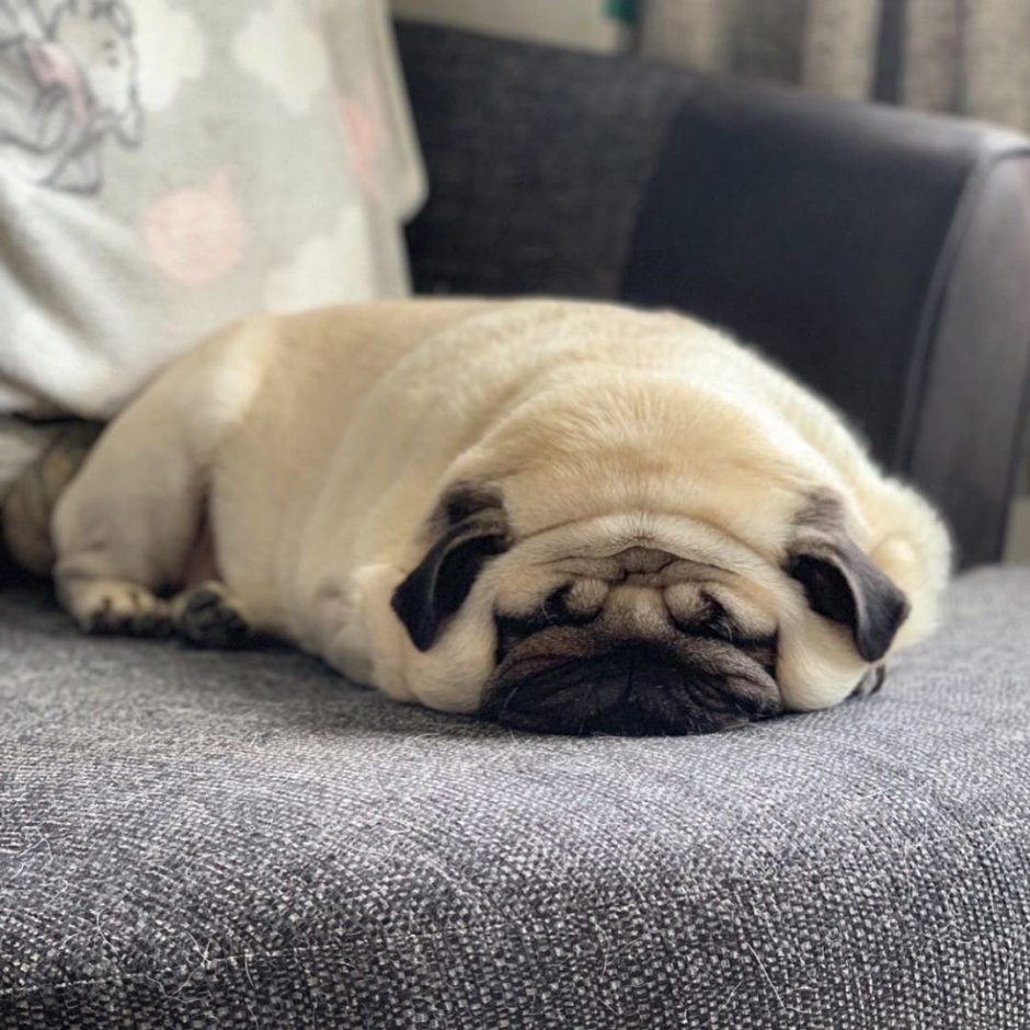 Мопс из инстаграмма