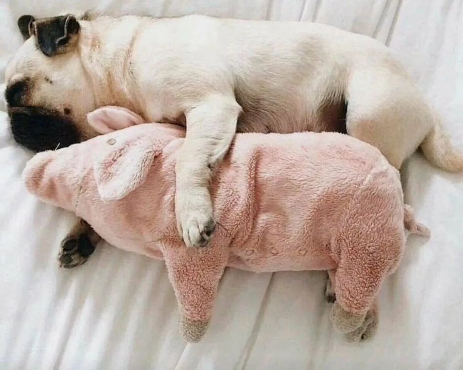 Спящие мопсы