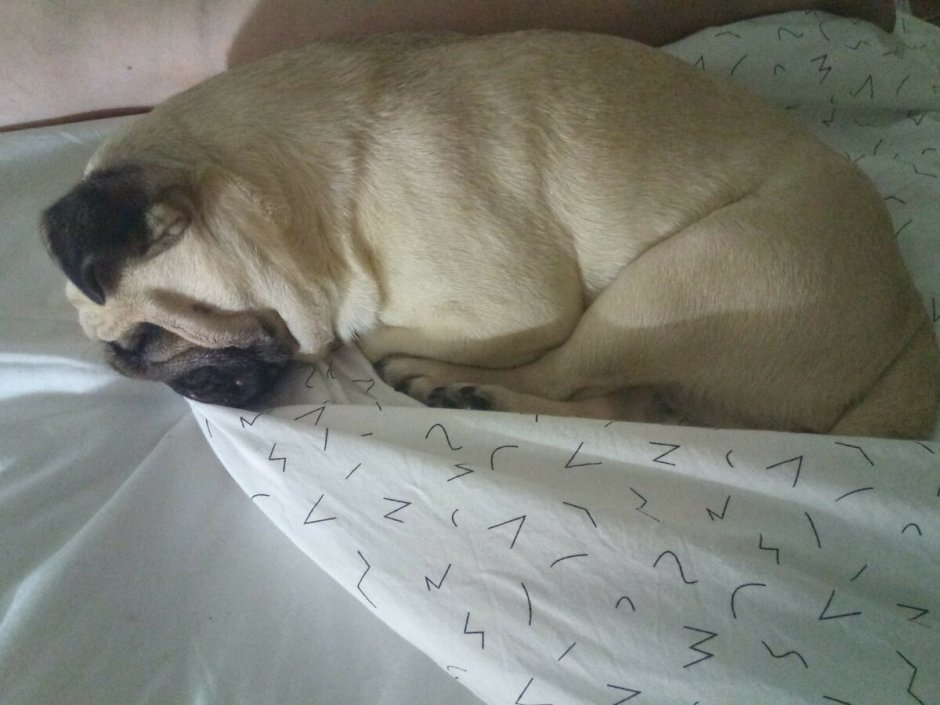 Мопс в кроватке дохлый