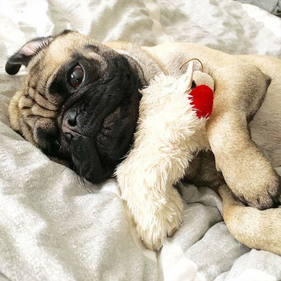 Спящий Мопс