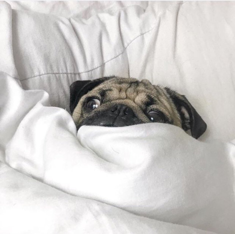 Мопс под одеялом