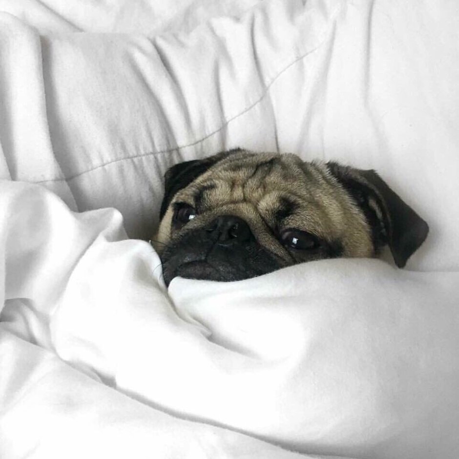 Доброе утро мопсики