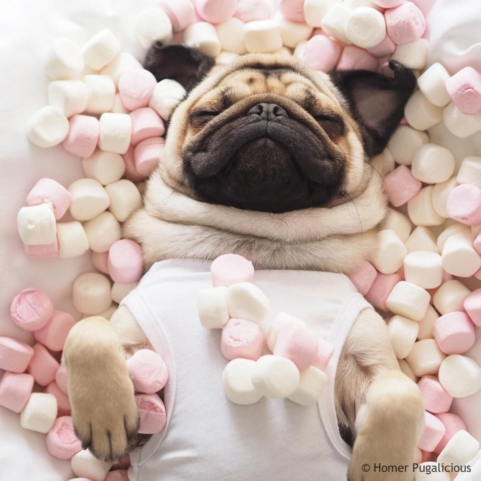 Милые мопсики Эстетика