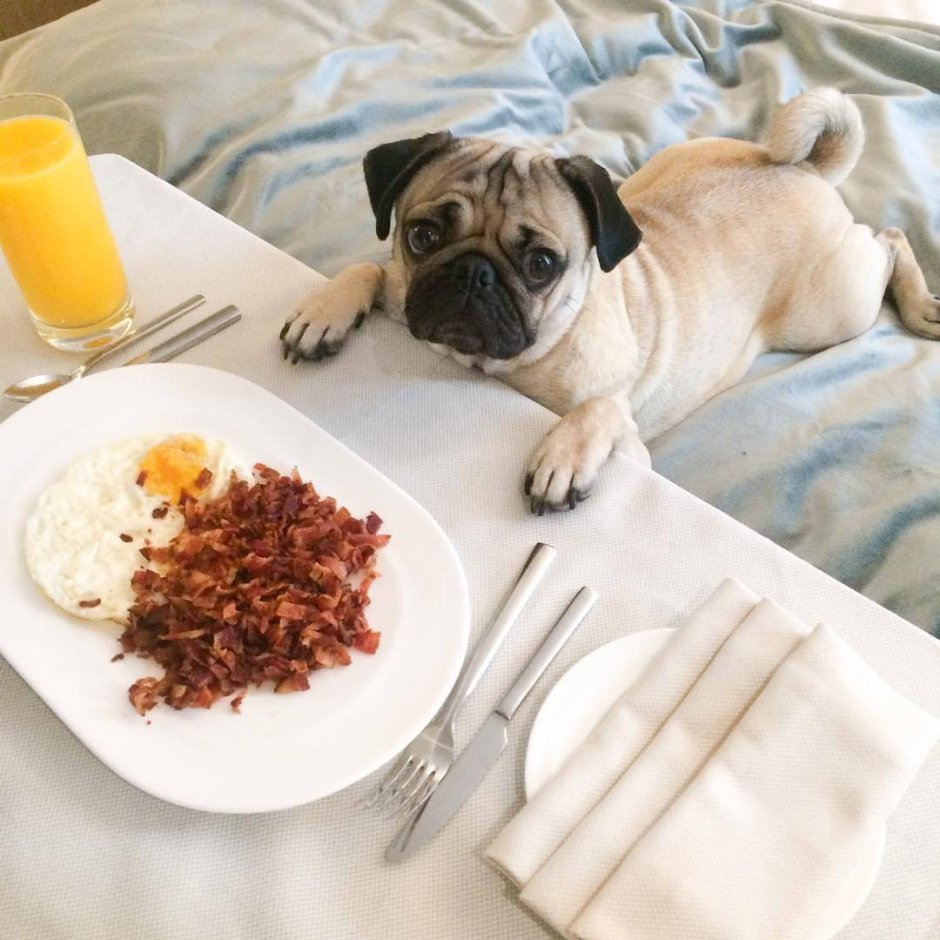 Собака завтракает