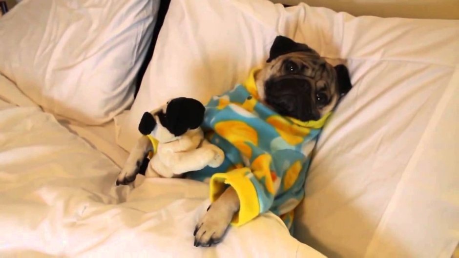 Сонная собака в пижаме